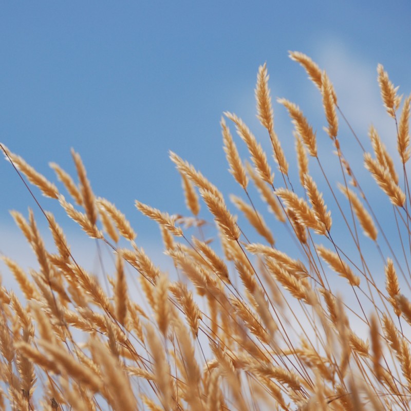 Vellugtende gulaks - Bakke med 28 plugs - Anthoxanthum odoratum
