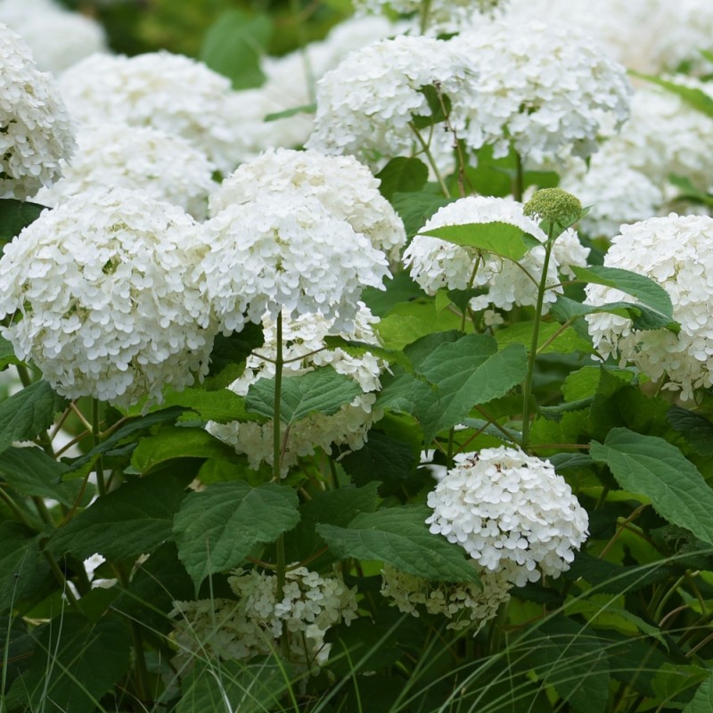 Træagtig Hortensia Baiful - Hydrangea arborescens Baiful FlowerWOW