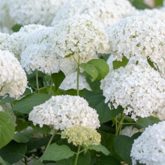 Træagtig Hortensia Baiful - Hydrangea arborescens Baiful FlowerWOW