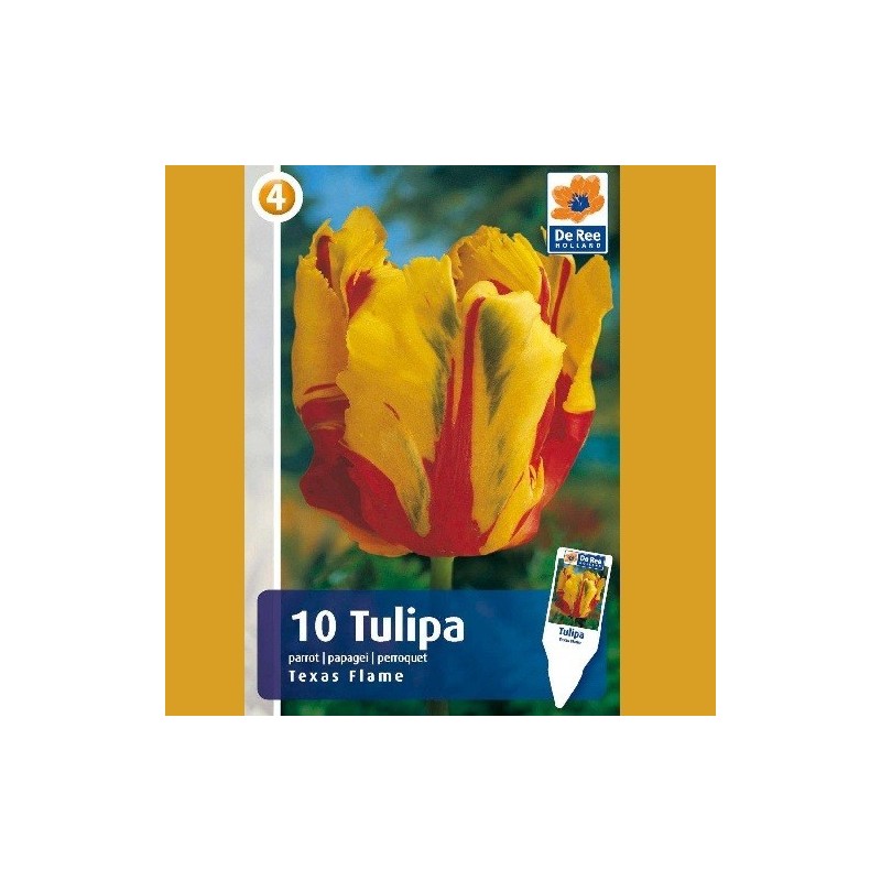 Tulipan Texas Flame / Papegøje Tulipan - 10 Løg