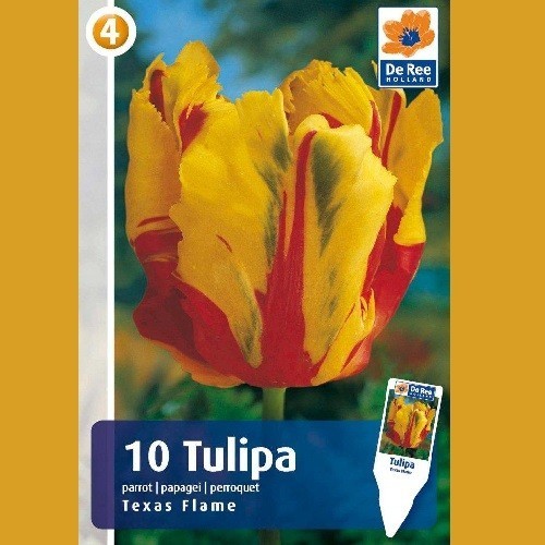 Tulipan Texas Flame / Papegøje Tulipan - 10 Løg