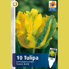 Tulipan Texas Gold - Papegøje Tulipan / 10 Løg