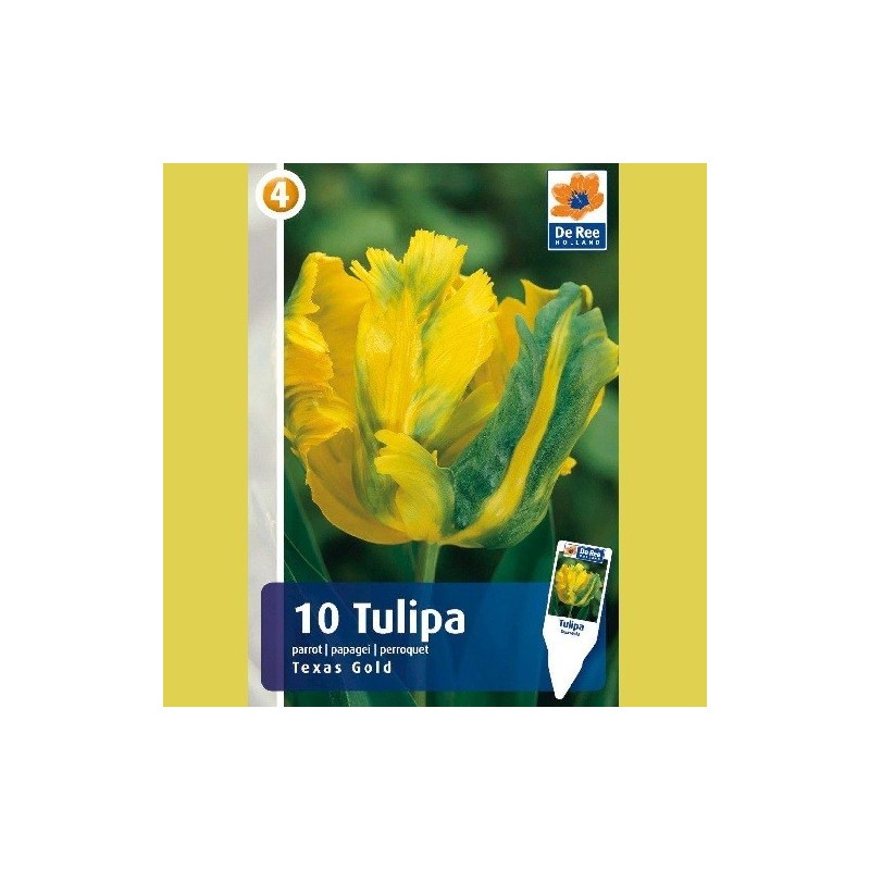 Tulipan Texas Gold - Papegøje Tulipan / 10 Løg