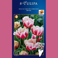 Tulipanløg Top Lips - Dobbelt Tulipan / 8 Løg