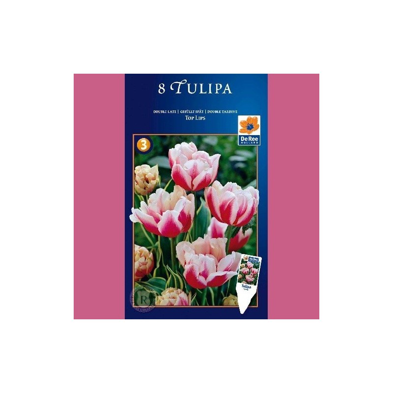 Tulipanløg Top Lips - Dobbelt Tulipan / 8 Løg