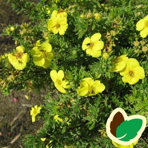 Buskpotentil Kobolt 30-50 cm. - Bundt med 10 stk. barrodsplanter - Potentilla fruticosa Kobolt