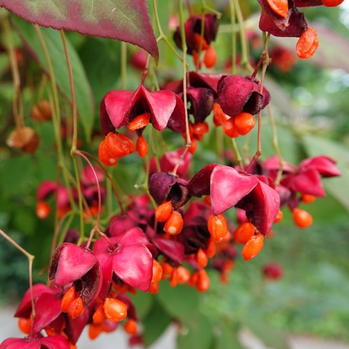 Storfrugtet Benved 15-30 Cm. - Bundt Med 10 Stk. Barrodsplanter - Euonymus Sachalinensis