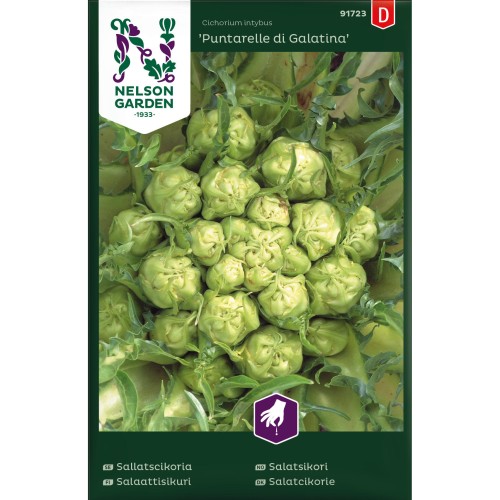 Salatcikorie frø, Puntarelle di Galatina