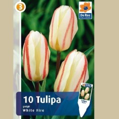 Tulipan White Fire - Gregii Tulipan / 10 Løg