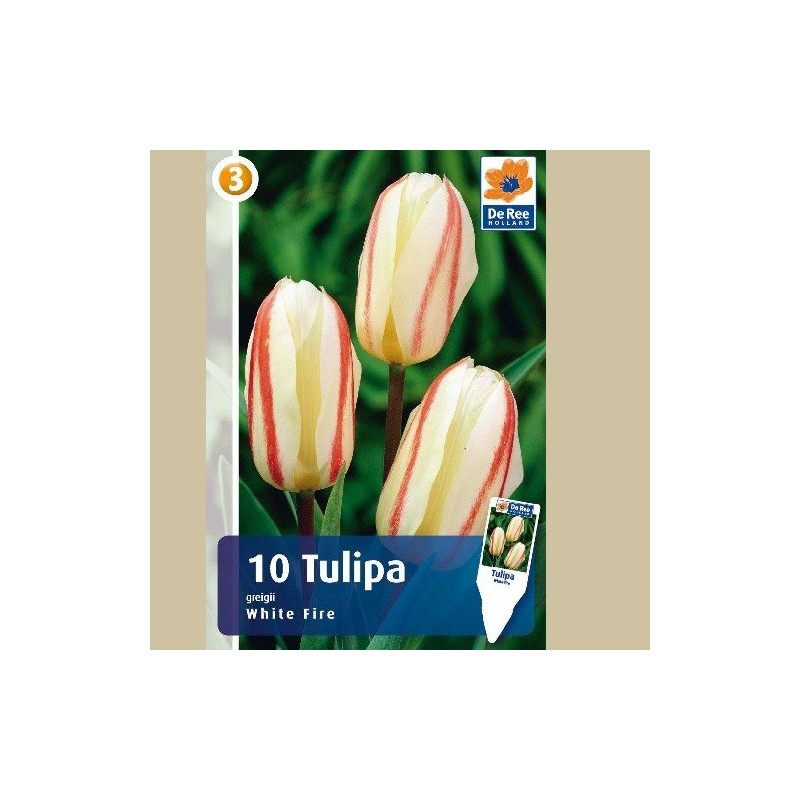 Tulipan White Fire - Gregii Tulipan / 10 Løg