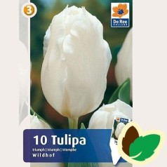 Tulipanløg Wildhof / Triumph Tulipan - 10 Løg