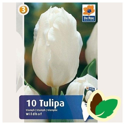 Tulipanløg Wildhof / Triumph Tulipan - 10 Løg