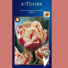 Tulipan Wirosa - Dobbelt Tulipan / 8 Løg