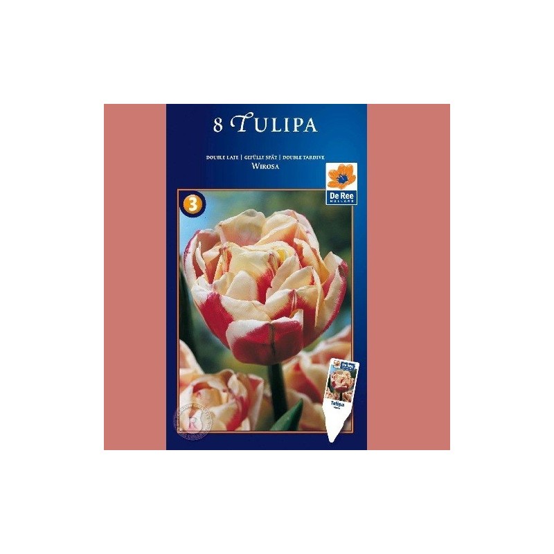 Tulipan Wirosa - Dobbelt Tulipan / 8 Løg