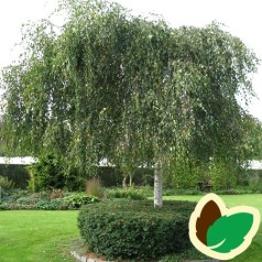 Betula pendula Youngii - Sørgebirk / 200-250 cm.