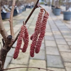 Storfrugtet hassel Rød Zellernød  Buske - Bundt med 5 stk. barrodsplanter - Corylus avellana Rød Zellernød