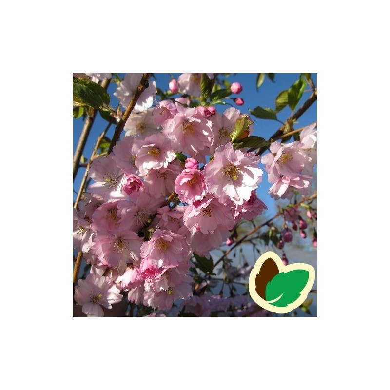 Prunus sargentii Accolade - Sakhalin-Kirsebær / 180 cm. stamme med krone.