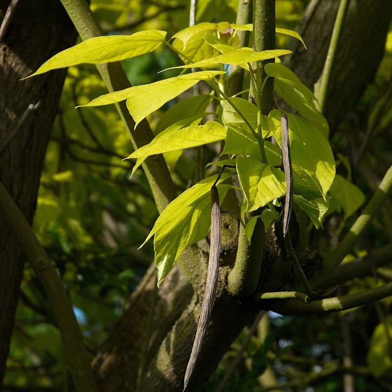 Trompetkrone Aurea 30-50 - Catalpa bignonioides Aurea