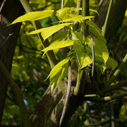 Trompetkrone Aurea 30-50 - Catalpa bignonioides Aurea