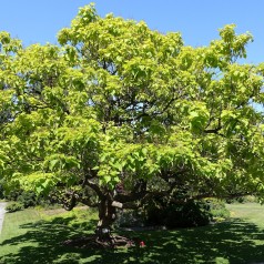 Trompetkrone Aurea 30-50 - Catalpa bignonioides Aurea