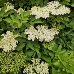 Almindelig Hyld 40-80 cm. - Bundt med 10 stk. barrodsplanter - Sambucus nigra