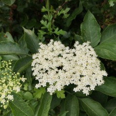 Almindelig Hyld 40-80 cm. - Bundt med 10 stk. barrodsplanter - Sambucus nigra
