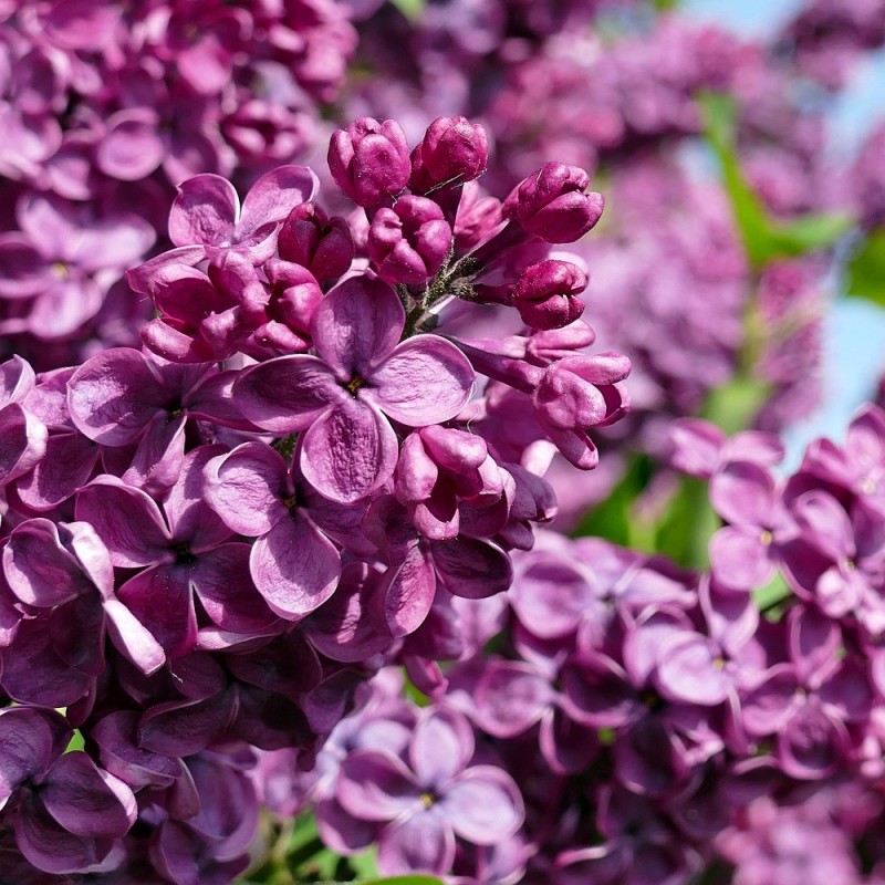 Storblomstret Syren Charles Joly 40-60 cm. - Bundt med 25 stk. barrodsplanter - Syringa vulgaris Charles Joly