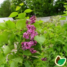 Syringa vulgaris Sensation - Storblomstret Syren