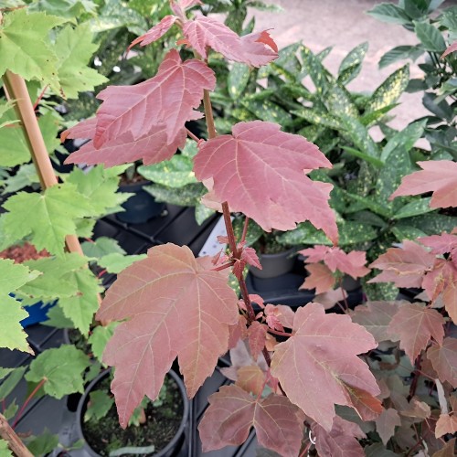 Rødbladet Løn 100-125 cm. - Bundt med 10 stk. barrodsplanter - Acer rubrum Summer Red