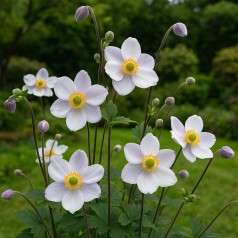 Høstanemone Elfin Swan - Anemone japonica Elfin Swan