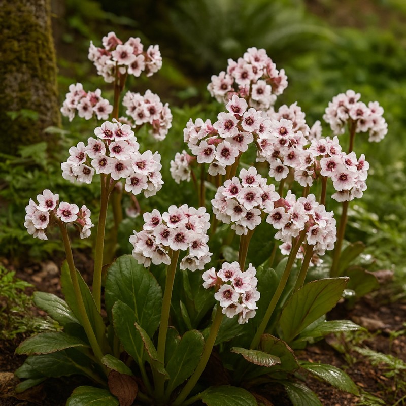 Hvid Kæmpestenbræk Dragonfly Angel Kiss - Bergenia hybrid Dragonfly Angel Kiss