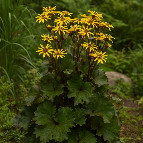 Nøkketunge Little Golden Ray - Ligularia dentata Little Golden Ray