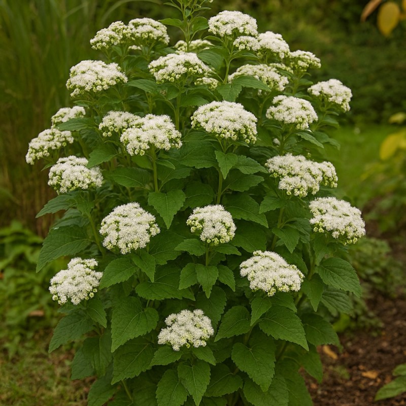 Hjortetrøst Lucky Melody - Eupatorium rugosum Lucky Melody