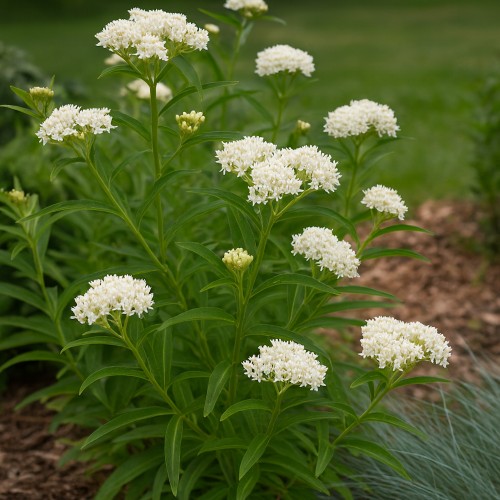 Silkeplante Ice Ballet - Asclepias tuberosa Ice Ballet