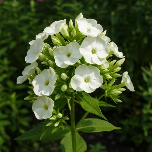Høstfloks Jade - Phlox paniculata Jade
