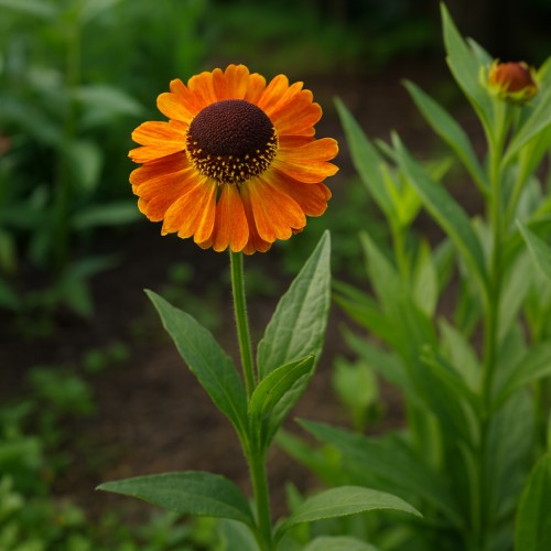 Solbrud Amber Dwarf - Helenium cultorum Amber Dwarf