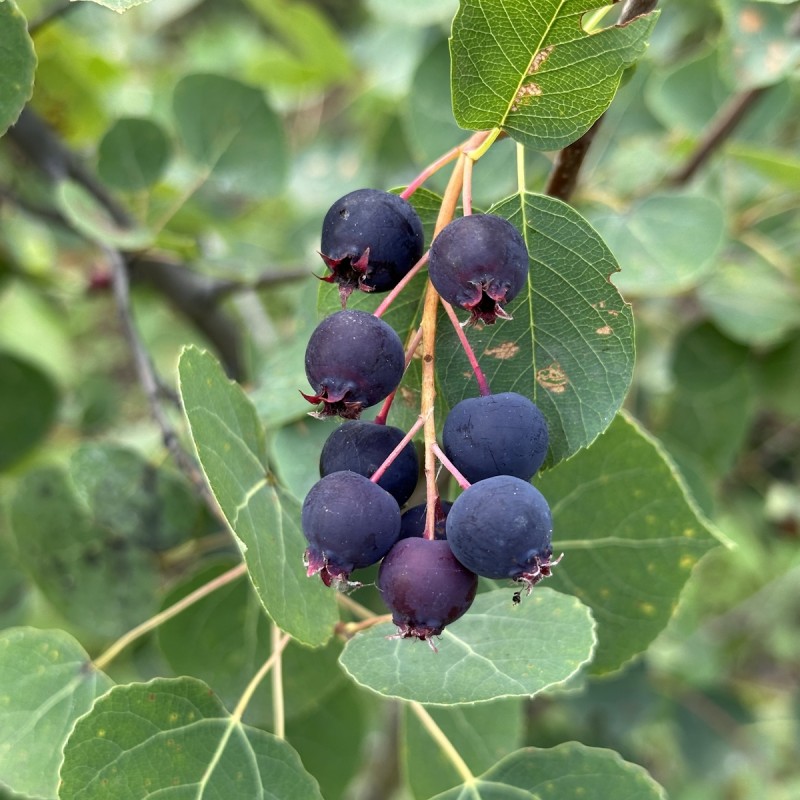 Bærmispel Northline - Saskatoon Berry - Amelanchier alnifolia Northline