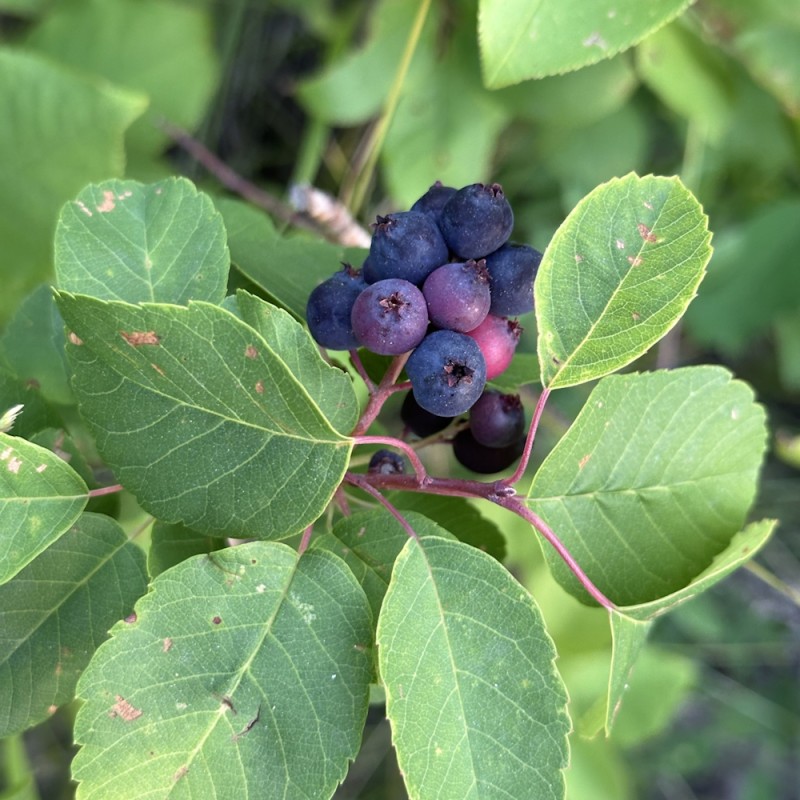 Bærmispel Sleyt - Saskatoon Berry - Amelanchier alnifolia Sleyt