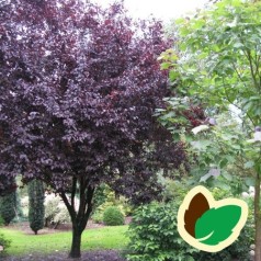 Prunus cerasifera Nigra - Blodblomme / 80 cm. stamme.
