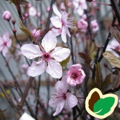 Prunus cerasifera Nigra - Blodblomme / 80 cm. stamme.
