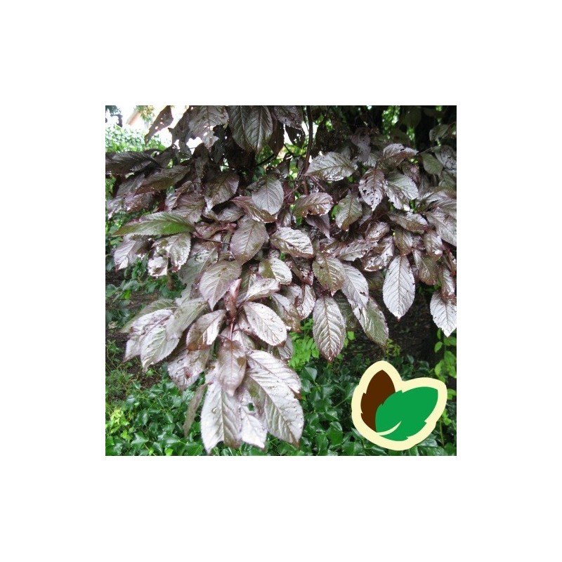 Prunus cerasifera Nigra - Blodblomme / 80 cm. stamme.