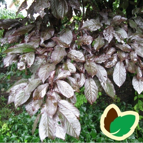 Prunus cerasifera Nigra - Blodblomme / 80 cm. stamme.