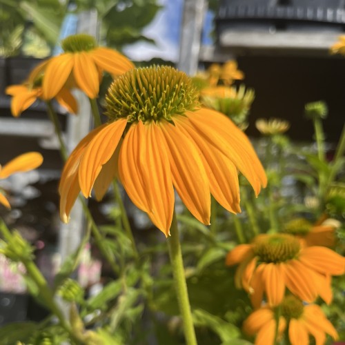 Purpursolhat Lakota Yellow - Echinacea purpurea Lakota Yellow