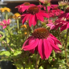 Purpursolhat Lakota Rose - Echinacea purpurea Lakota Rose