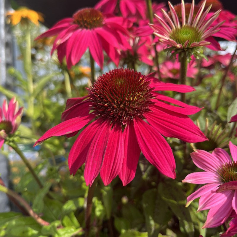 Purpursolhat Lakota Rose - Echinacea purpurea Lakota Rose