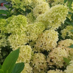 Syrenhortensia Skyfall 10-20 cm. - Bundt med 25 stk. barrodsplanter - Hydrangea paniculata Skyfall