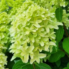 Syrenhortensia Skyfall 10-20 cm. - Bundt med 25 stk. barrodsplanter - Hydrangea paniculata Skyfall