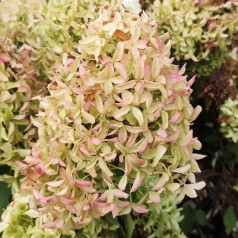 Syrenhortensia Skyfall 10-20 cm. - Bundt med 25 stk. barrodsplanter - Hydrangea paniculata Skyfall