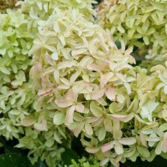 Syrenhortensia Skyfall...
