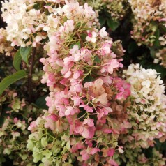 Syrenhortensia Silver Dollar 10-20 cm. - Bundt med 25 stk. barrodsplanter - Hydrangea paniculata Silver Dollar